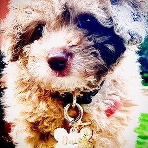 Meet your Posher, Boyd